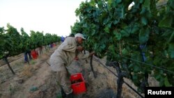 Para pekerja memanen anggur di perkebunan Franschhoek di pinggiran Cape Town, Afrika Selatan (foto: dok). 
