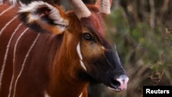 A critically endangered female Mountain Bongo (Tragelaphus eurycerus isaaci) is seen at the Mount Kenya Wildlife Conservancy near Nanyuki, Kenya, March 9, 2022. (REUTERS/Baz Ratner)