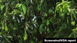 Kenya hopes avocados can be exported to the large Chinese market.