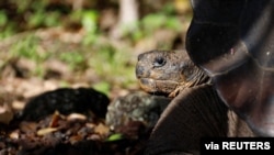 Scientist Report New Tortoise Species on Galapagos Islands