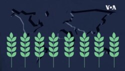 Pse agresioni rus në Ukrainë po rrit çmimet e ushqimeve në mbarë botën