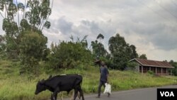 Un éleveur surveille ses deux vaches sur une des routes du territoire de Nyiragongo dans l'est de la République Démocratique du Congo, mardi 22 Mars 2022. (Photo Zanem Nety Zaidi/Voaafrique)