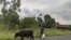 Un éleveur surveille ses deux vaches sur une des routes du territoire de Nyiragongo dans l'est de la République Démocratique du Congo, mardi 22 Mars 2022. (Photo Zanem Nety Zaidi/Voaafrique)