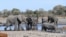 FILE - Elephants drink water in one of the dry channel of the wildlife-rich Okavango Delta near the Nxaraga village in the outskirt of Maun, Botswana, Sept. 28, 2019.
