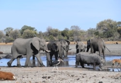 FILE - Elephants drink water in one of the dry channel of the wildlife-rich Okavango Delta near the Nxaraga village in the outskirt of Maun, Sept. 28, 2019.