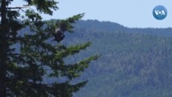 Tabiatni qutqarishga urinayotgan qabilalar