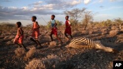 Maasai children run past a zebra that local residents said died due to drought, as they graze their cattle at Ilangeruani village, near Lake Magadi, in Kenya, on Nov. 9, 2022. (AP Photo/Brian Inganga, File)
