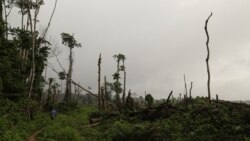 Le Congo veut replanter un massif forestier ; Le Nigeria veut nettoyer la pollution pétrolière