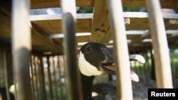 미국 메인에서 캐나다 거위가 조류인플루엔자 검사를 받기 위해 새장에 갇혀 있다. (자료사진)