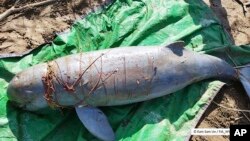 This photo provided by the World Wide Fund WWF shows a carcass of a Mekong dolphin on the Mekong river bank at Koh Trung, Kratie province, Cambodia, Saturday, Dec. 24, 2022. (Eam Sam Un/WWF via AP)