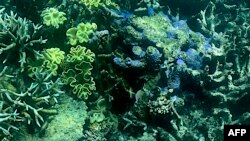 This picture taken on March 7, 2022 shows the current condition of the coral on the Great Barrier Reef, off the coast of the Australian state of Queensland.
