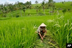 Seorang petani bekerja di sawah dengan sistem irigasi tradisional terasering yang disebut "subak' di Jatiluwih di Tabanan, Bali, Senin, 18 April 2022. (Foto: AP/Tatan Syuflana)