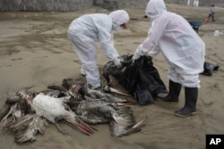 Municipal workers collect dead pelicans on Santa Maria beach in Lima, Peru, Nov. 30, 2022.