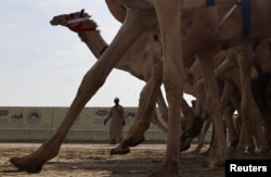კატარში სპორტის მთავარი ეროვნული სახეობა აქლემების რბოლაა