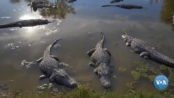 Amerikaga sayohat: Evergleyds