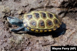 A turtle crawls through the mud after being released at the Wetlands Institute, June 8, 2022. (AP Photo/Wayne Parry)