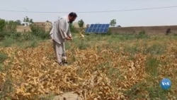 Kavrak ekayotgan afg'on dehqonlari