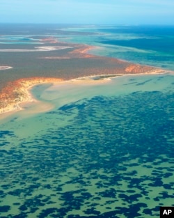 Bagian padang lamun Posidonia australis di Semenanjung Peron di Shark Bay Australia. (Angela Rossen/Universitas Australia Barat via AP)