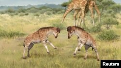 Il reste dans le monde 117.000 girafes vivant à l'état sauvage, selon la fondation pour la conservation des girafes. (photo d'illustration)