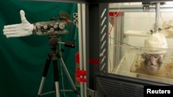 Jianhui, a 5-year-old monkey, prompts a mechanical arm via brain signals at a laboratory of Zhejiang University in Hangzhou, Zhejiang province, China, Feb. 23, 2012.