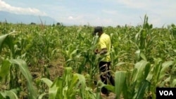 Un agronome en train de faire une inspection dans un champ de maïs attaqué par la chenille légionnaire dans le territoire de Rutshuru, dans l'Est de la République Démocratique du Congo, le 08 Septembre 2022. (Photo Zanem Nety Zaidi/VOA)