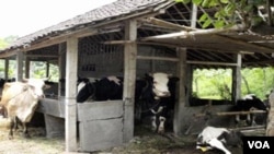 Sapi milik peternak di Desa Gondang kecamatan Cangkringan Kabupaten Sleman Yogyakarta yang sementara "diungsikan" di kandang milik kelompok peternak Rejosari di daerah Babarsari, Sleman, Yogyakarta.