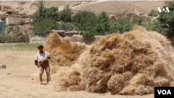 زمین زراعتی 