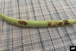 This July 7, 2019, image provided by University of Maryland Extension shows anthracnose disease symptoms of a bush bean. (Jon Traunfeld/University of Maryland Extension via AP)