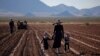 Mexico Takes Aim at Mennonite Deforestation