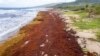 Record Amount of Algae Threatens Economy, Wildlife on Caribbean Coasts
