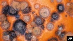 This image provided by Bugwood.org shows a pumpkin displaying lesions symptomatic of anthracnose, a serious fungal disease.(Gerald Holmes, Strawberry Center, Cal Poly San Luis Obispo, Bugwood.org via AP)