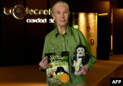 Ahli primata Inggris Dr. Jane Goodall berpose dengan sampul bukunya "55 tahun di Gombe" setelah konferensi pers di Museum Nasional Sains dan Teknologi di Alcobendas, dekat Madrid, 28 Mei 2015. (Javier SORIANO / AFP)
