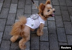 Moco, anjing campuran Pomeranian dan Poodle, mengenakan pakaian khusus hewan peliharaan yang dilengkapi kipas angin bertenaga baterai, dikembangkan oleh pembuat pakaian hamil Jepang "Sweet Mommy", di Tokyo, Jepang 28 Juli 2022. (REUTERS/Issei Kato)