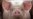 Study: Cell Function Restored in Pigs after Death