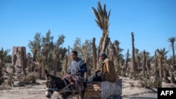 Petani mengendarai gerobak yang ditarik keledai melewati pohon-pohon palem yang kering di oasis Skoura, Maroko, 27 Januari 2020. (FADEL SENNA / AFP)