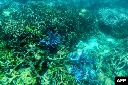 This picture taken March 7, 2022, shows the condition of coral on the Great Barrier Reef, off the coast of the Australian state of Queensland, following periods of bleaching.