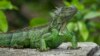EEUU: una iguana en el baño sorprende a una mujer de Florida