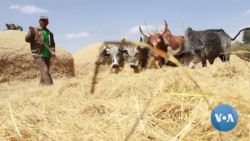  ፈጣን ምግቦችን ከጤፍ እያመረተ ወደ ውጭ የሚልከው 'ላቭግራስ ኢትዮጵያ'