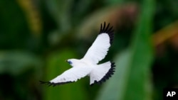Seekor burung Jalak Bali terbang di atas pepohonan di Tabanan, Bali, 17 April 2022. (Foto: Tatan Syuflana/AP)