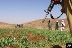 Voshir tumani, Hilmand viloyati, Afg'oniston janubi, 29-may, 2022