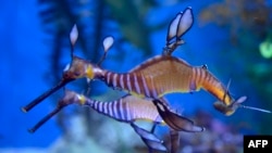 Ilustrasi - Seekor naga laut Weedy mengapung di Aquarium of the Pacific di Long Beach, California, 26 April 2012. (AFP PHOTO /JOE KLAMAR )