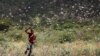 An Ethiopian boy attempts to fend off desert locusts as they fly in a farm on the outskirt of Jijiga in Somali region, Ethiopia, Jan. 12, 2020. 