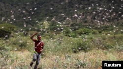 An Ethiopian boy attempts to fend off desert locusts as they fly in a farm on the outskirt of Jijiga in Somali region, Ethiopia, Jan. 12, 2020. 