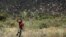 An Ethiopian boy attempts to fend off desert locusts as they fly in a farm on the outskirt of Jijiga in Somali region, Ethiopia, Jan. 12, 2020. 