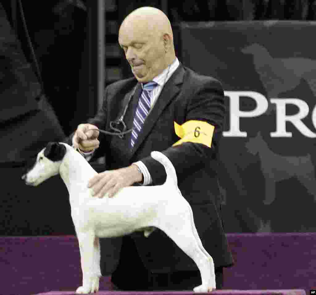一头名叫&ldquo;亚当&rdquo;的短毛猎狐猥犬的驯狗师埃迪.博伊斯2013年2月12日在纽约麦迪逊广场花园举行的第137届威斯敏斯特养犬俱乐部狗展上展示赢得了猥犬类比赛奖的这头短毛猎狐猥犬。