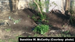 Plants placed in hügelkultur mound in garden in Glenview, Illinois. April 17, 2017