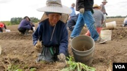After shade canopies have been removed in the fall, workers harvest ginseng by hand in soil loosened by a special tractor-pulled machine that lifts the roots, in Marathon County, Wis. (C. Guensburg/VOA)