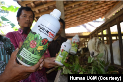 Pupuk cair yang dihasilkan dari urine kambing ettawa kreasi mahasiswa UGM. (Foto: Humas UGM)