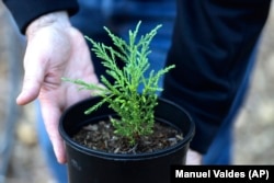 Rick Bailey holds a juvenile giant sequoia in his hands on Oct. 11, 2022, in Bellevue, Washington. (AP Photo/Manuel Valdes)