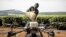 Un employé de Sasini met de l'engrais à l'intérieur d'un véhicule aérien sans pilote (UAV) au Kipkebe Tea Estate (Kenya).